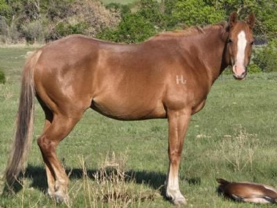 Sixes Tru<BR>AQHA 6116652